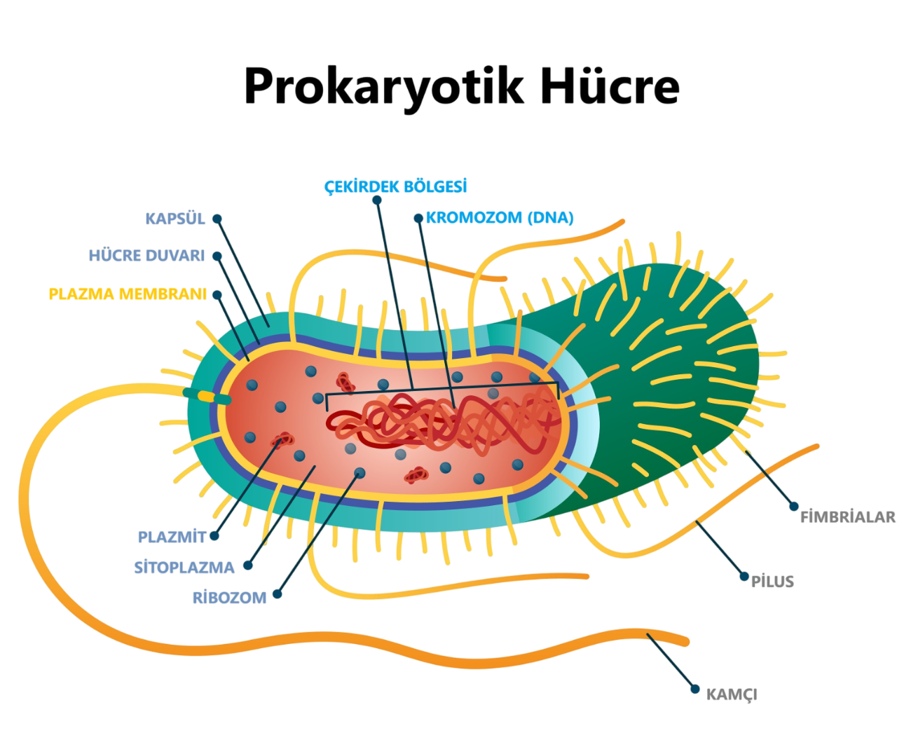 Prokaryotik Hücre Kesiti